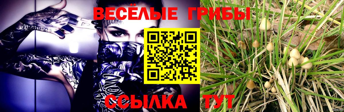 Псилоцибиновые грибы Cubensis Зерноград